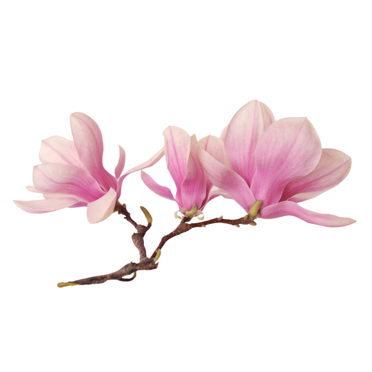 Magnolia Bark Extract